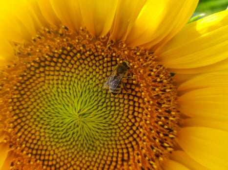 Closeup shot of the honeybee collecting pollen.