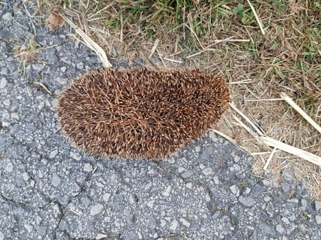 Closeup shot of a cute hedgehog sniffing a stone surface searching for a food.