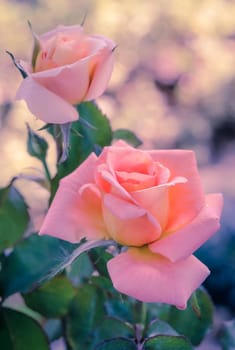 Pink hybrid rose in the garden, vintage filter effect