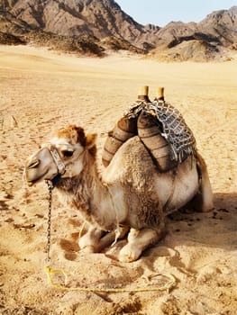 Camel in the desert in Egypt