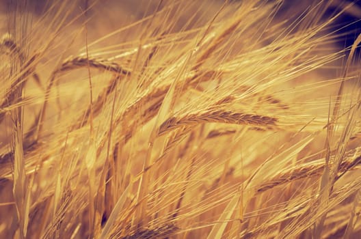 Closeup of wheat ear in field