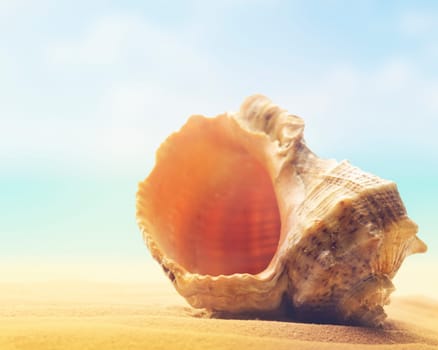 Seashell in the sand with sun rays