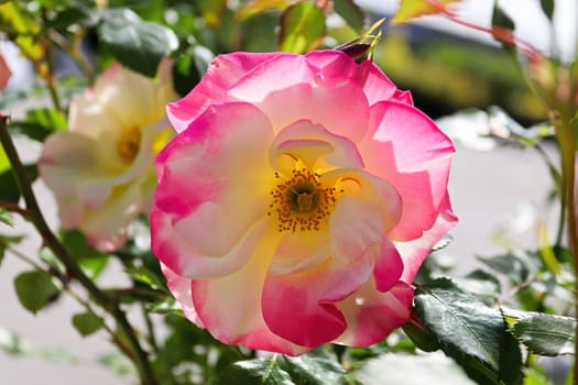 A multicolored rose is full bloom during summer.