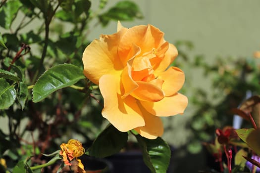 A delicate fragrant orange rose on a shrub.