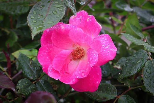 A vibrant pink rose during the summer.