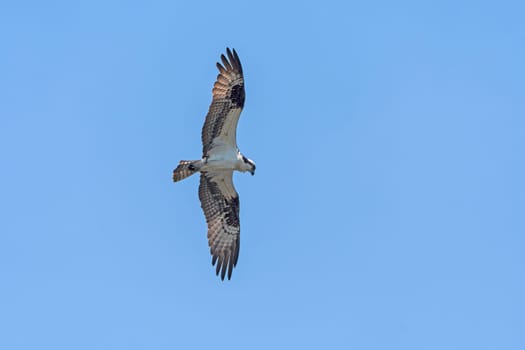 Osprey Circling in Search of Prey in Presque Isle State Park in Pennsylvania