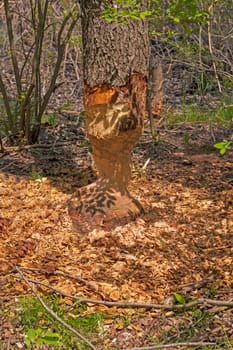 Work of a Busy Beaver in Presque Isle State Park in Pennsylvania