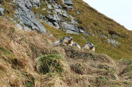 Three alpine marmots in autumn in the mountains of Austria