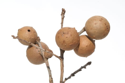 Gallapfel