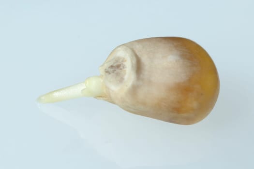 Maiskeimling