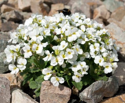 Gaensekresse, Arabis, caerulea