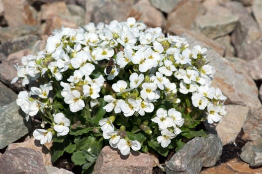 Gaensekresse, Arabis, caerulea
