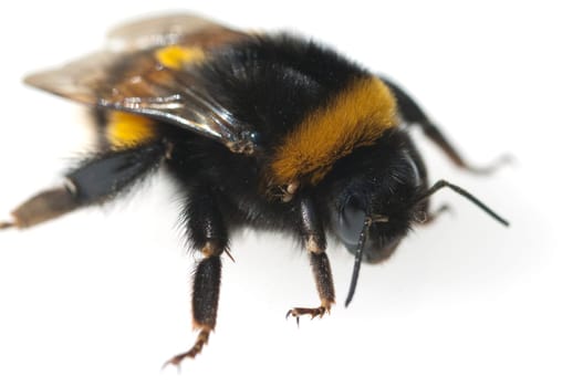 Erdhummel  Bombus  terrestris