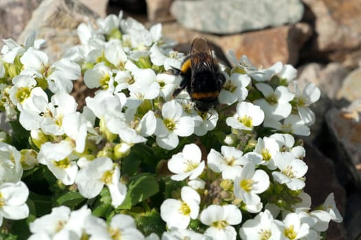 Erdhummel  Bombus  terrestris