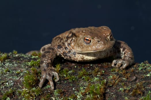 Kroete, Bufo bufo