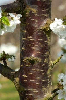Kirschbaumrinde, Stamm, Rinde