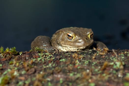 Kroete, Bufo bufo