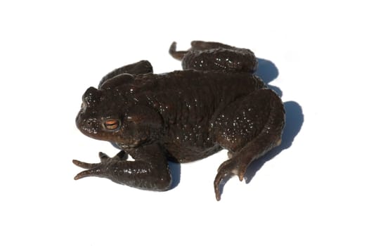 Kroete, Bufo bufo