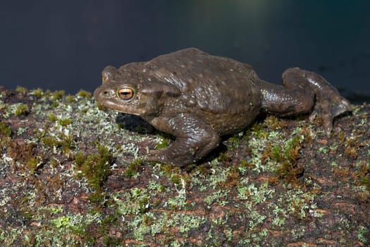 Kroete, Bufo bufo