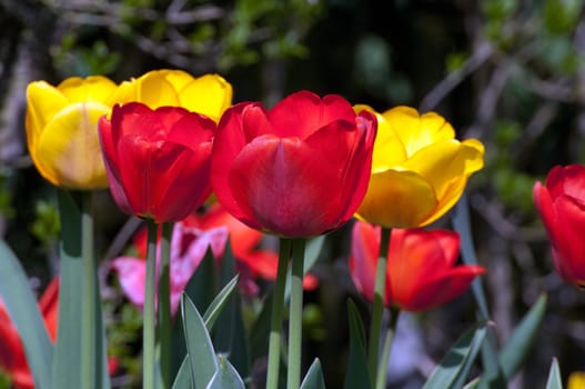 Apeldoorn, Tulpenbluete