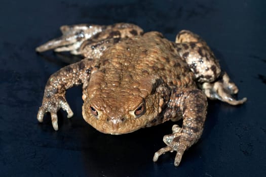 Kroete, Bufo bufo