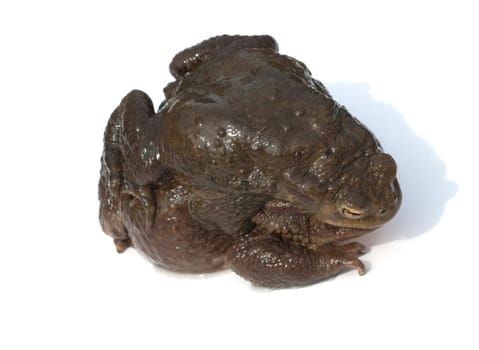 Kroeten, Laichen, Paarung