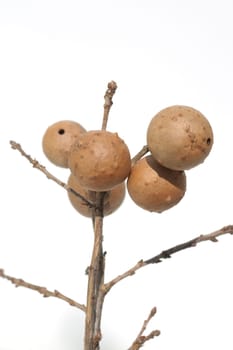 Gallapfel