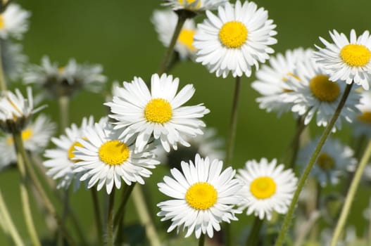 Gaensebluemchen  Bellis  Perennis