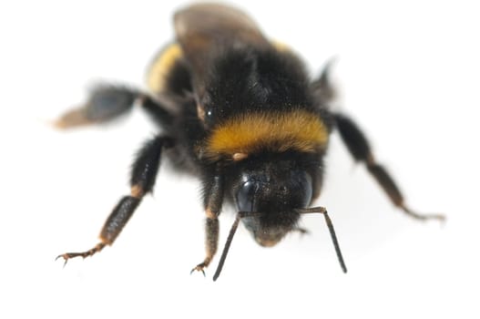 Erdhummel  Bombus  terrestris