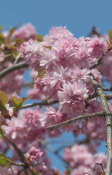 Blooming Sakura tree in pink color with the blue sky in the background.
