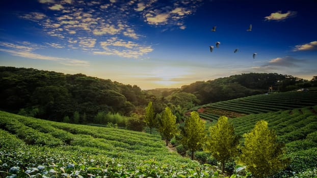 3d rendering of beautiful tea plantations landscape at sunset