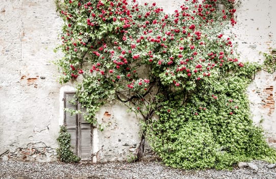 Romantic antique roses during summer season. The location is grungy and vintage in north Italy.