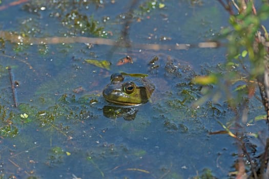 An American Bullfrog Peeking out ot the Marsh in Preque Island State Park in Pennsylvania