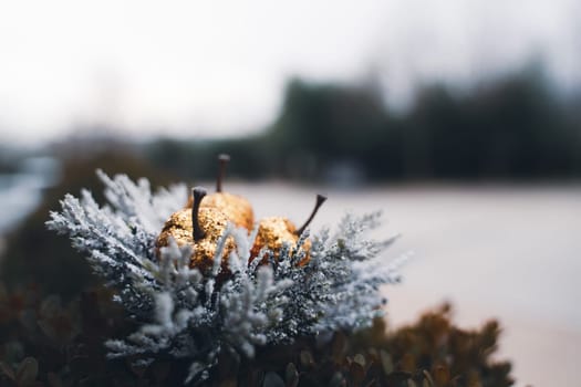 front view closeup of golden sequined cherries Christmas decorations with white fir tree leaves on outdoor green bush