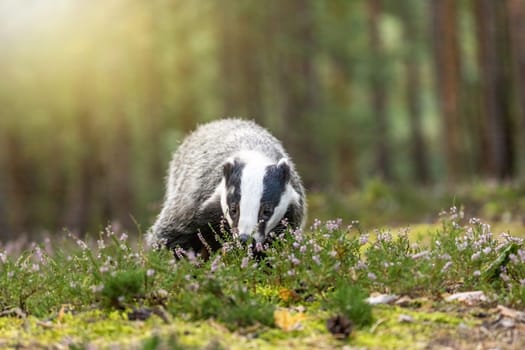Front view of European badger is posing with his head bowed in the heather. Horizontally.