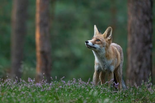 Cute Red fox (Vulpes vulpes) is posing in the forest. Horizontally.