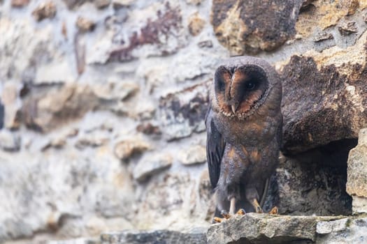 Closeup view of cute barn owl sitting on a stone wall. Horizontally.