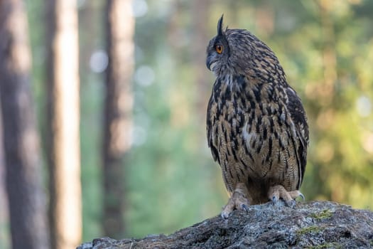 Brown owl is sitting on the stone in the forest looking at the side. Horizontally.