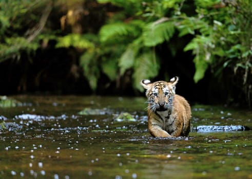 Bengal tiger cub is walking in the river stream against the camera. Horizontally.