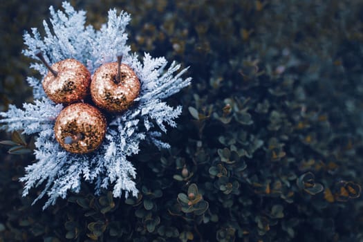 top view closeup of golden sequined cherries Christmas garden decorations with white fir tree leaves on outdoor green bush