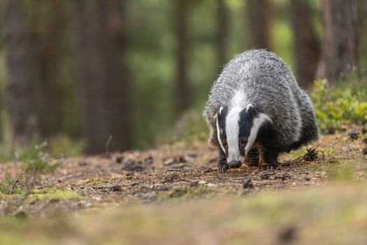 Front view of European badger walking with his head bowed in the forest. Horizontally.