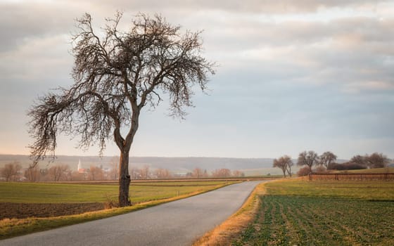 Country road with trees at sunset