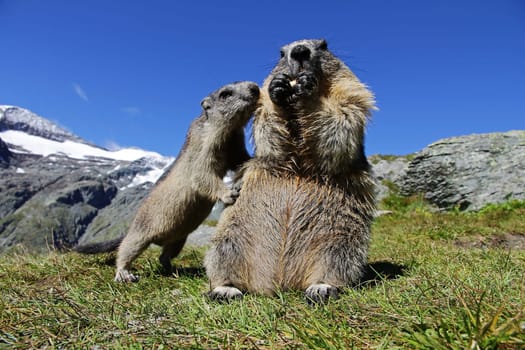 A young alpine marmot in the mountains begs for food from its mother