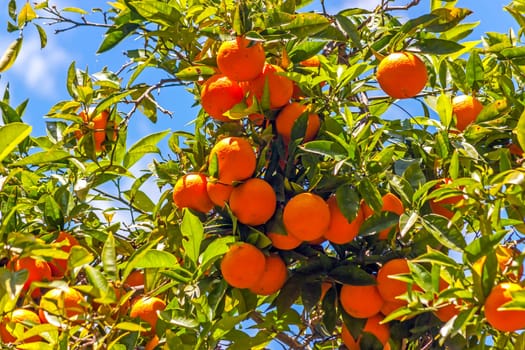 Orange tree with fruits in sunny day.