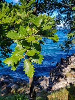 Leaved trees and a blue sea in a background