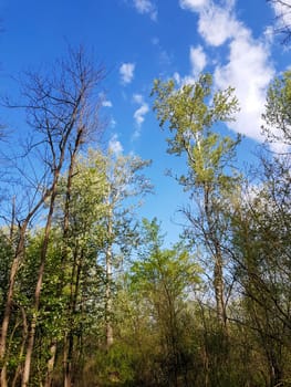 A low angle shot of green-leaved trees on a blue sky background