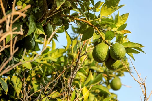 Unripe green lemons on a tree branch lit by afternoon sun, clear blue sky in background.