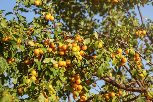 Ripe yellow mirabelle plum (Prunus domestica) fruits on tree, lit by afternoon sun.