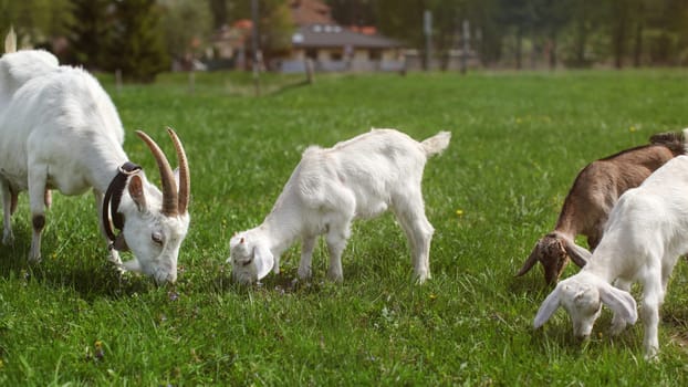 Group of goats, female mother and three young kids, grazing on green meadow, farm house in background