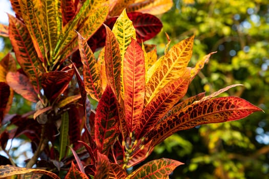 Colorful Leaf Texture Background Wallpaper